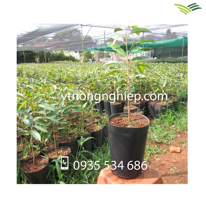 CHẬU NHỰA ĐEN C8.webp