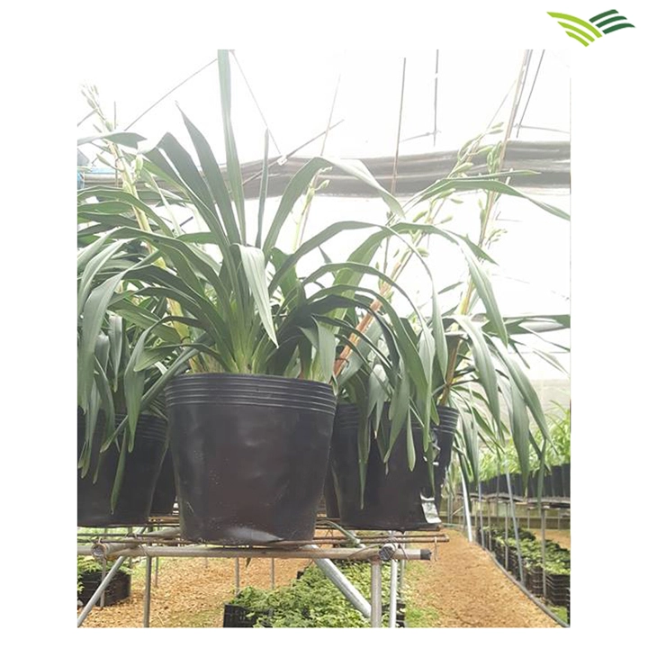 CHẬU NHỰA ĐEN C999df.webp