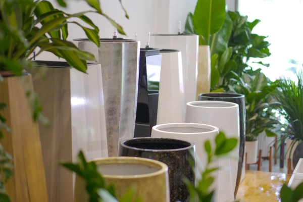 CHAU NHUA GIA RE.jpg