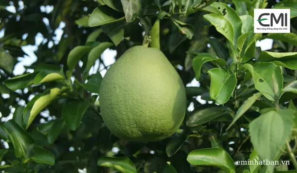 chế phẩm sinh học tăng năng suất cây có múi.webp