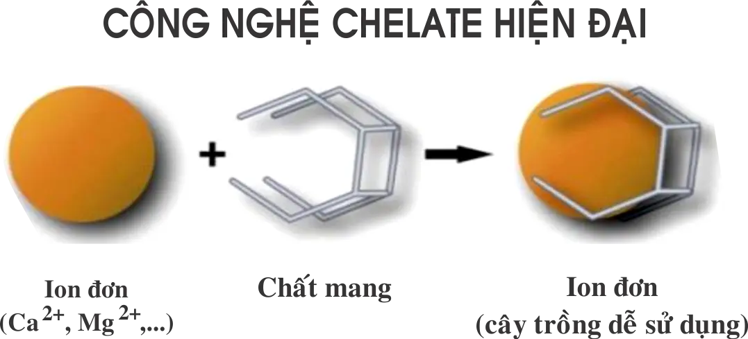 chelate.webp