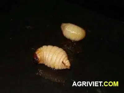 Chien Duong Dua.webp