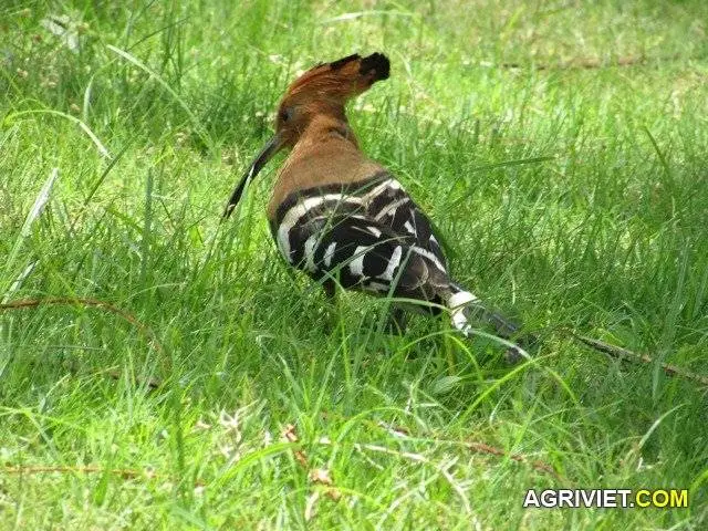 Xin hỏi đây là chim gì?