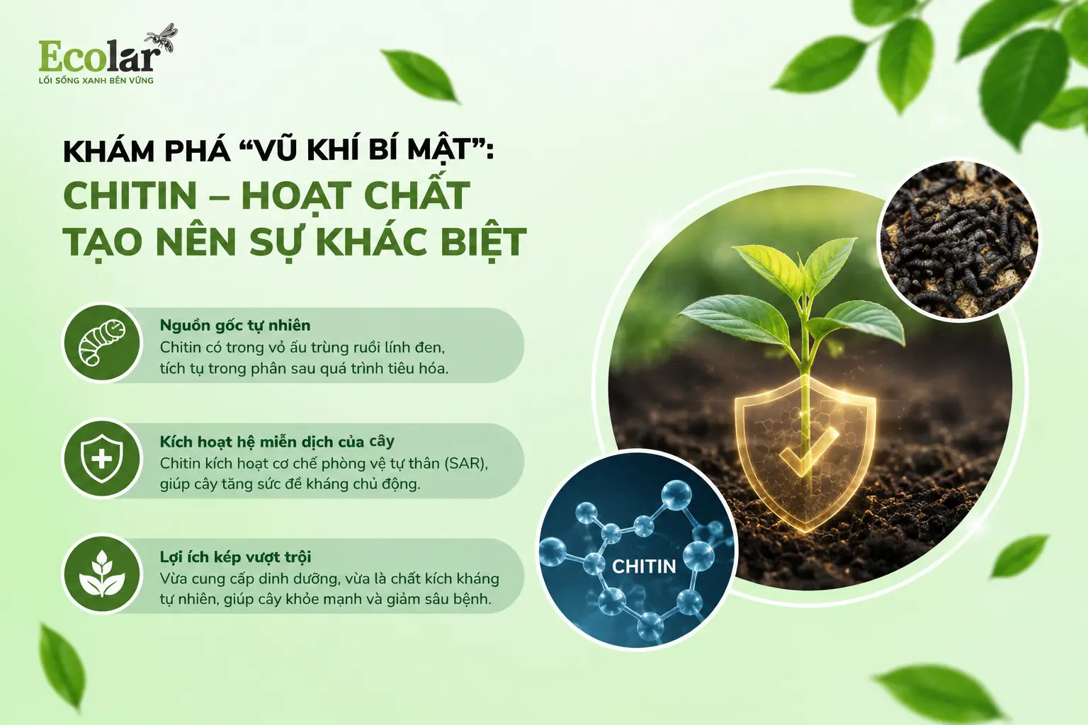 chitin-hoat-chat-tao-nen-su-khac-biet_95f9e9d0f12b48928a78340663ffb54a.webp