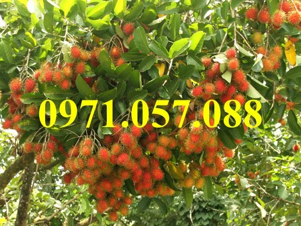 chôm chôm1_result.webp