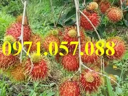 chôm chôm2_result.webp