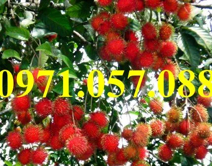 chôm chôm4_result.webp