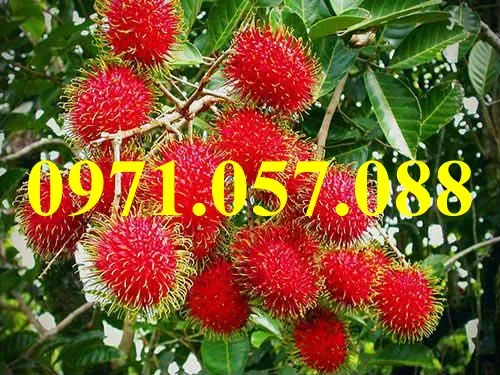 chôm chôm5_result.webp