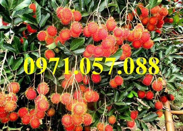 chôm chôm_result.webp