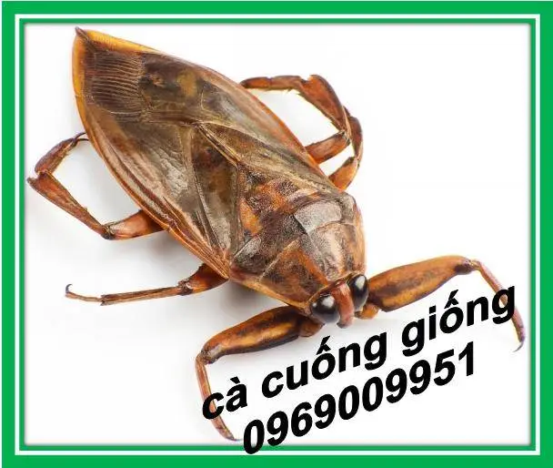 nuôi cà cuống làm giầu
