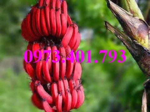 chuối đỏ 2_result.webp