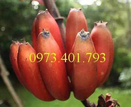 chuối đỏ1_result.webp