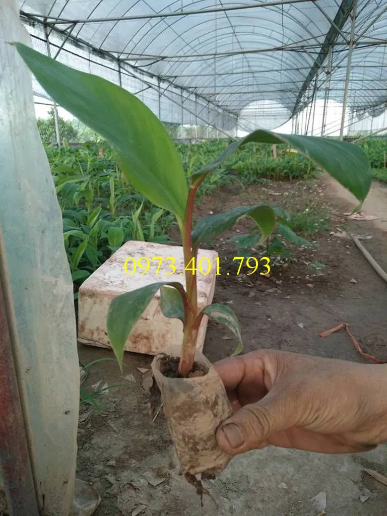 chuối đỏ3_result.webp