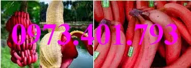 chuối đỏ5_result.webp