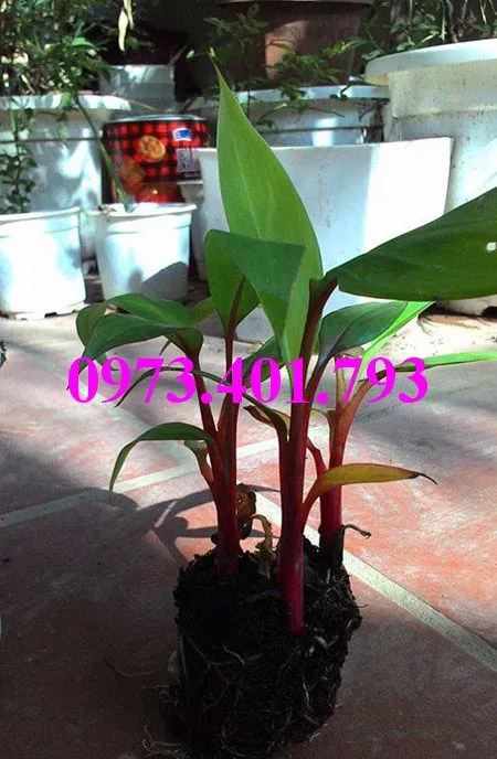 chuối đỏ8_result.webp