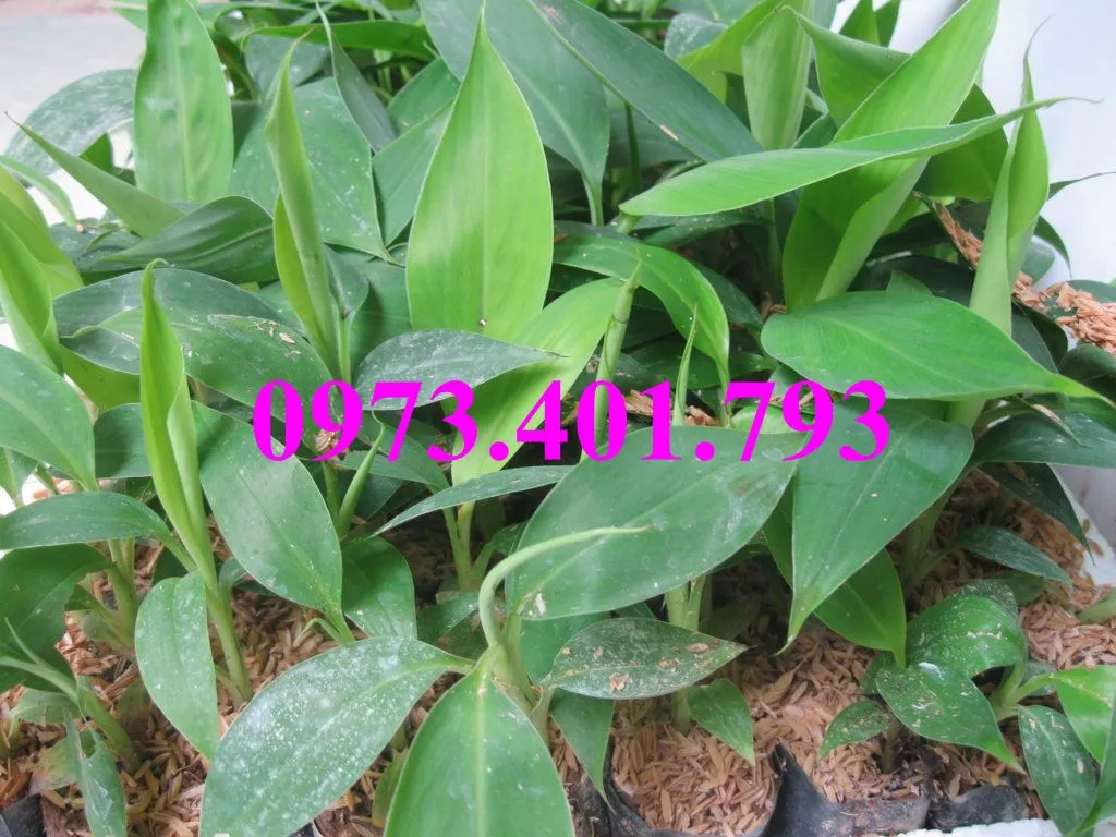 Chuối tiêu hồng10_result.webp