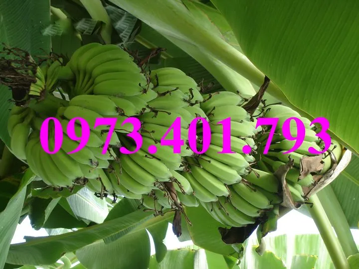 Chuối tiêu hồng3_result.webp