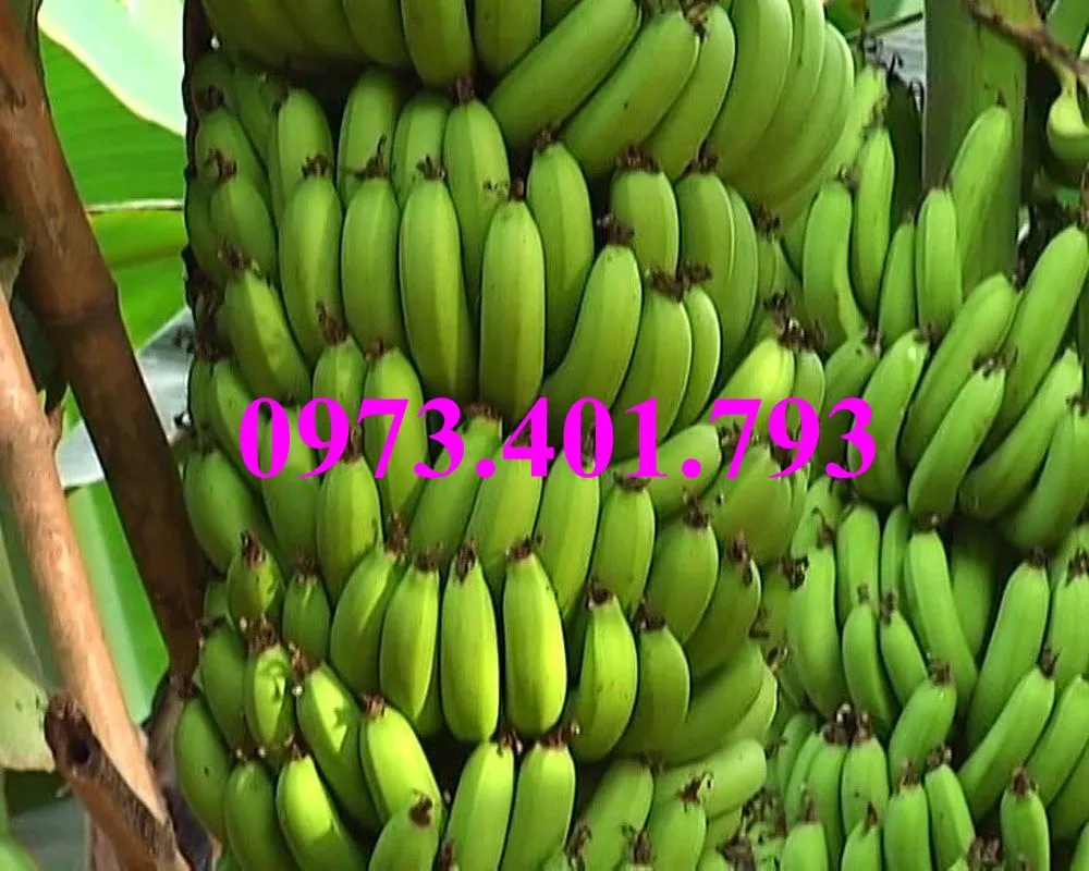 Chuối tiêu hồng4_result.webp