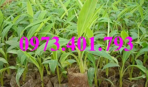 Chuối tiêu hồng5_result.webp