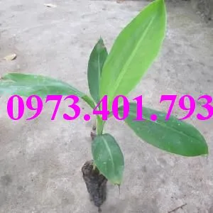 Chuối tiêu hồng9_result.webp