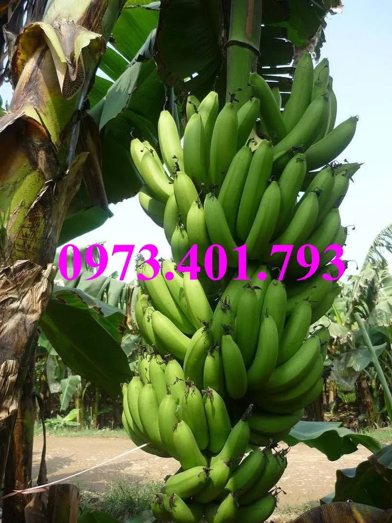 Chuối tiêu hồng_result.webp