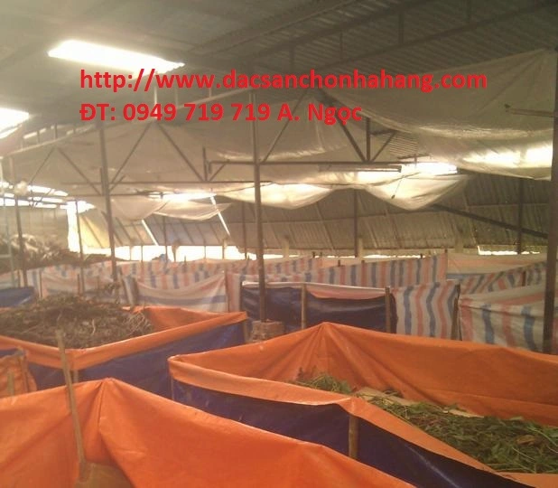 chuong nuoi de thai.webp