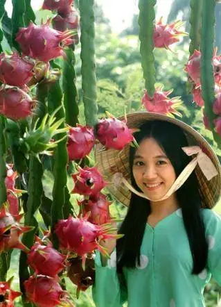 Kỹ thuật bón phân cho cây Thanh Long