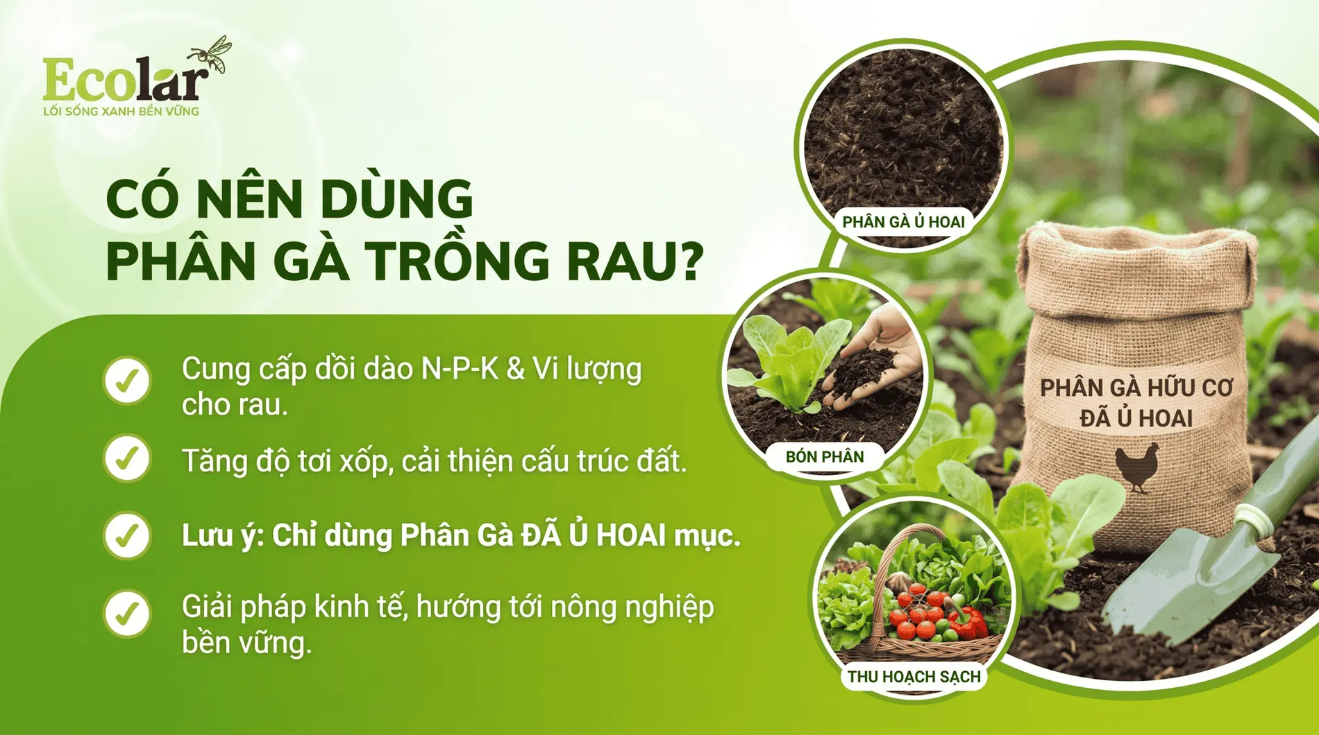 co-nen-dung-phan-ga-cho-rau-khong-cach-dung-an-toan-hieu-qua_3637f5a496b4436ba9dbcec968b46056...webp
