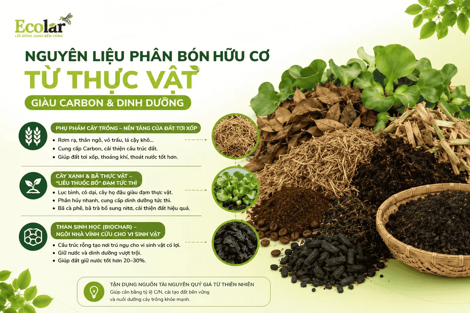 co-tu-thuc-vat-giau-carbon-dinh-duong_09e6da390f6344e7801b76fce2ca2703 (1).webp