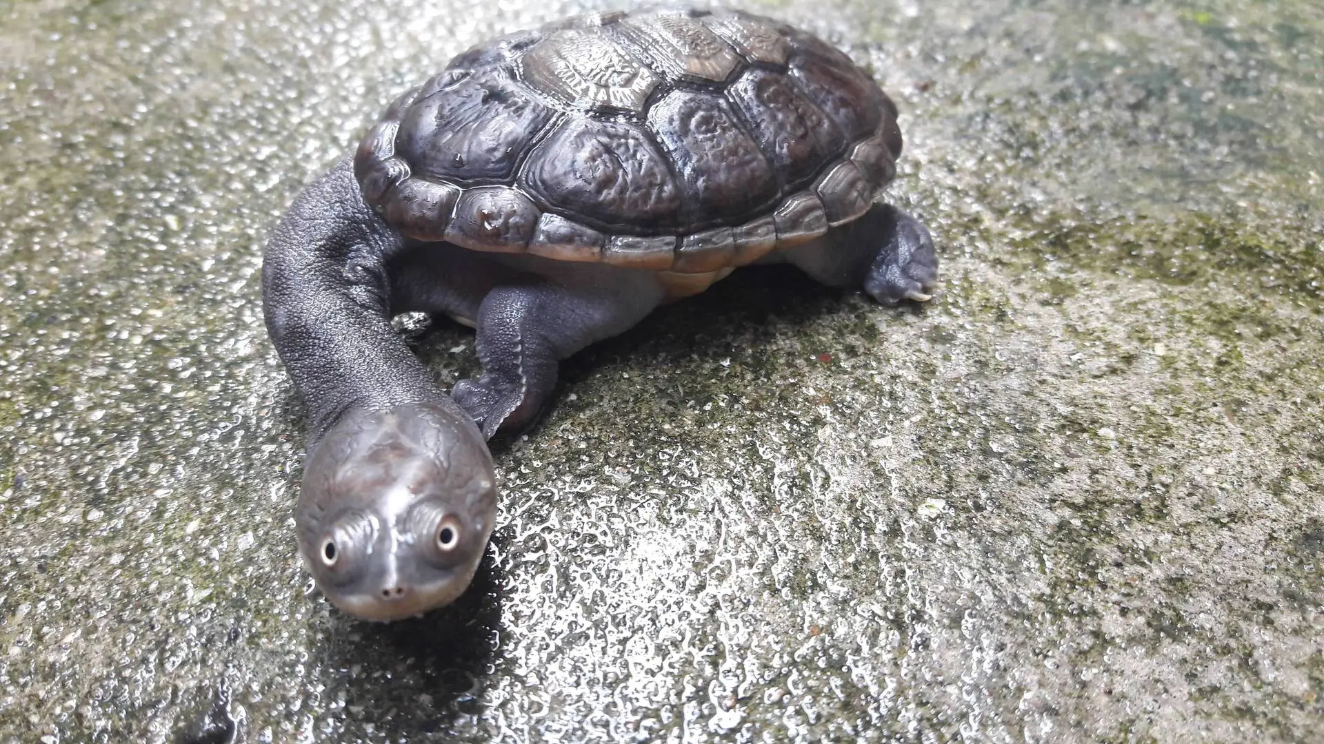 Khoe mấy em rùa đang nuôi tại nhà