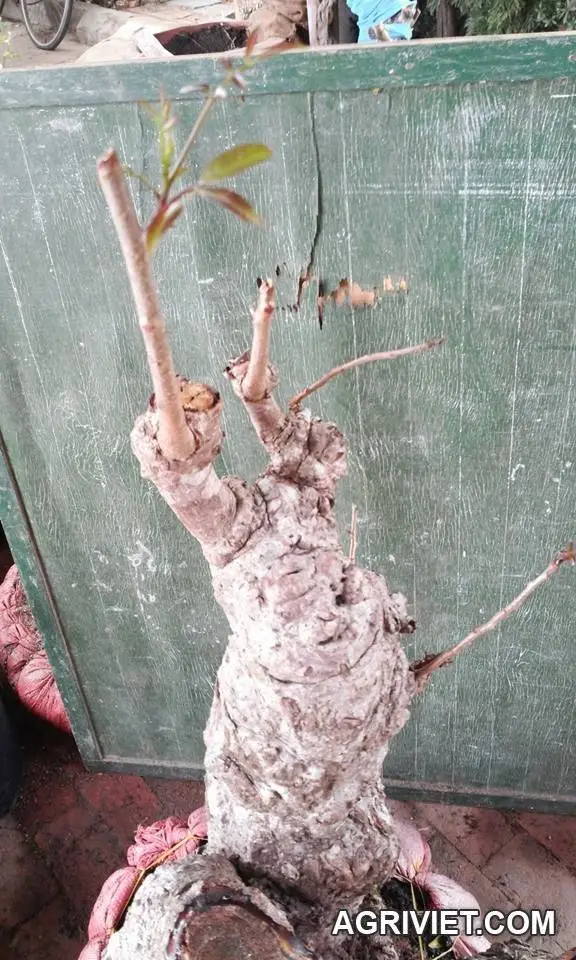 Hỏi về cây cóc rừng ?