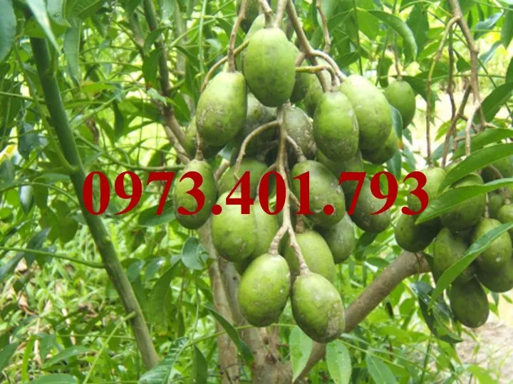 cóc thái1_result.webp