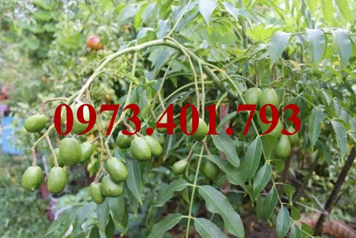 cóc thái2_result.webp