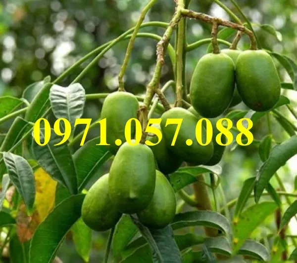 cóc thái2_result.webp