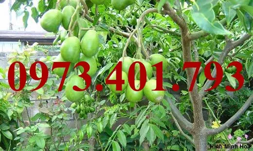 cóc thái3_result.webp