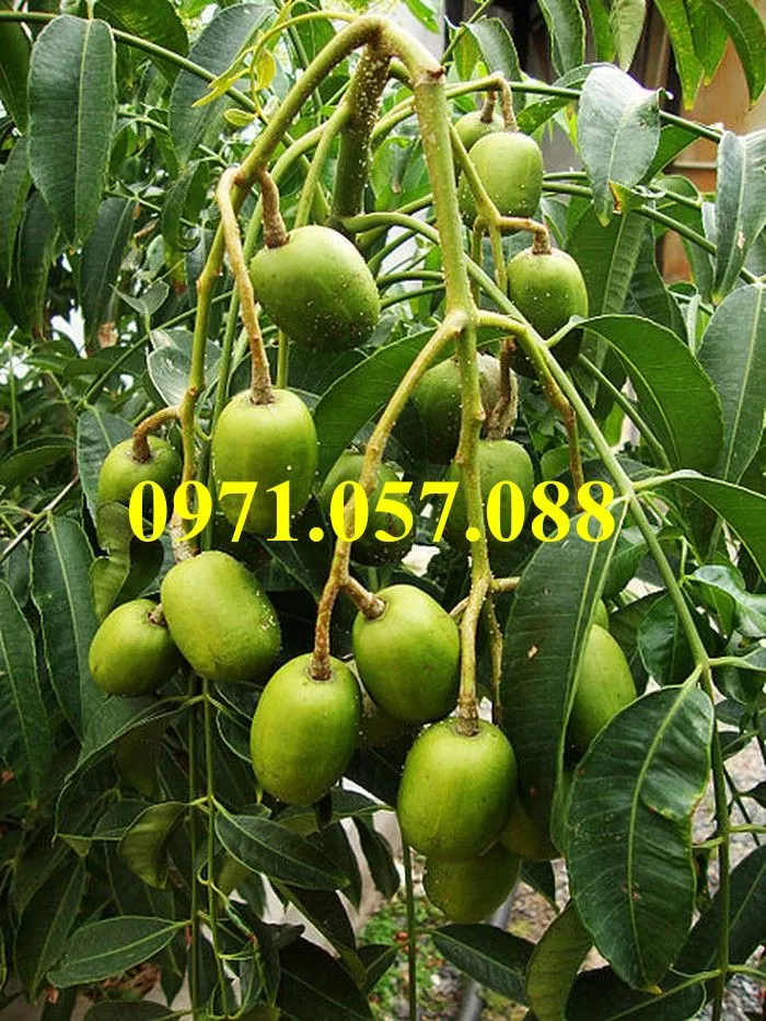 cóc thái3_result.webp