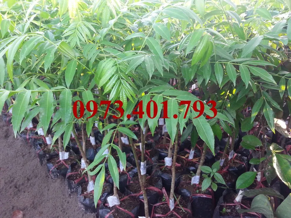 cóc thái44_result.webp