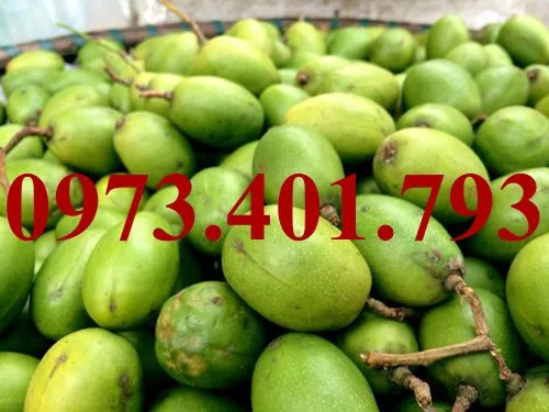 cóc thái4_result.webp