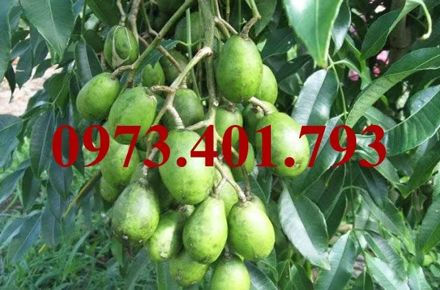 cóc thái6_result.webp