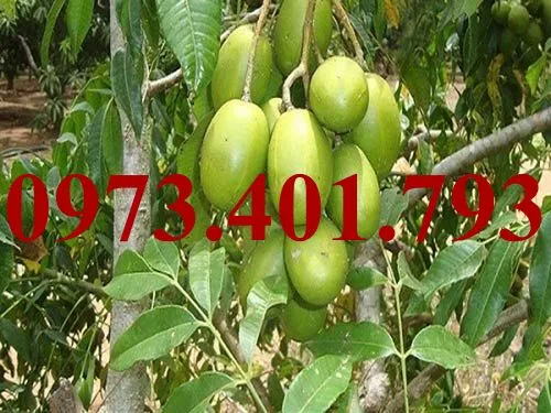 cóc thái_result.webp