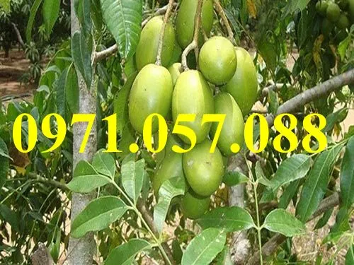 cóc thái_result.webp