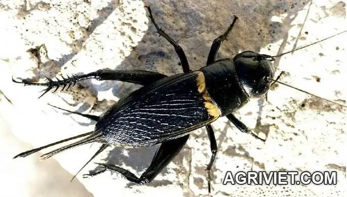 con de men mái.webp