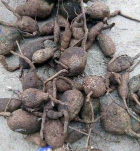 Củ Dòm (Củ gà ấp).webp