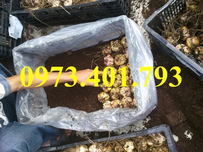 củ giống hoa ly1_result.webp