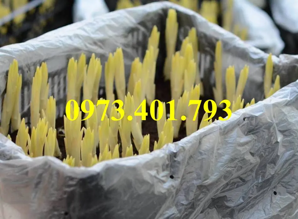củ giống hoa ly2_result.webp