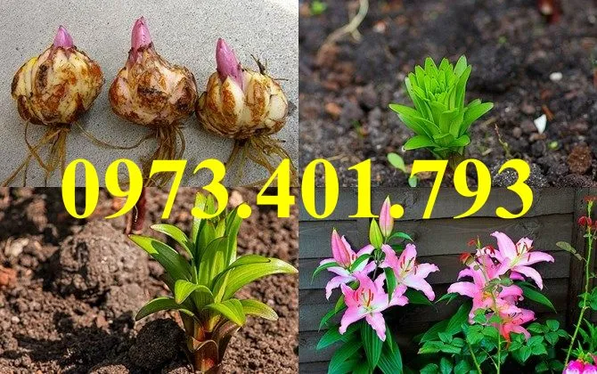 củ giống hoa ly3_result.webp