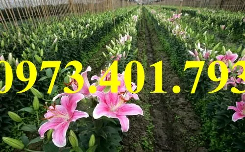 củ giống hoa ly4_result.webp