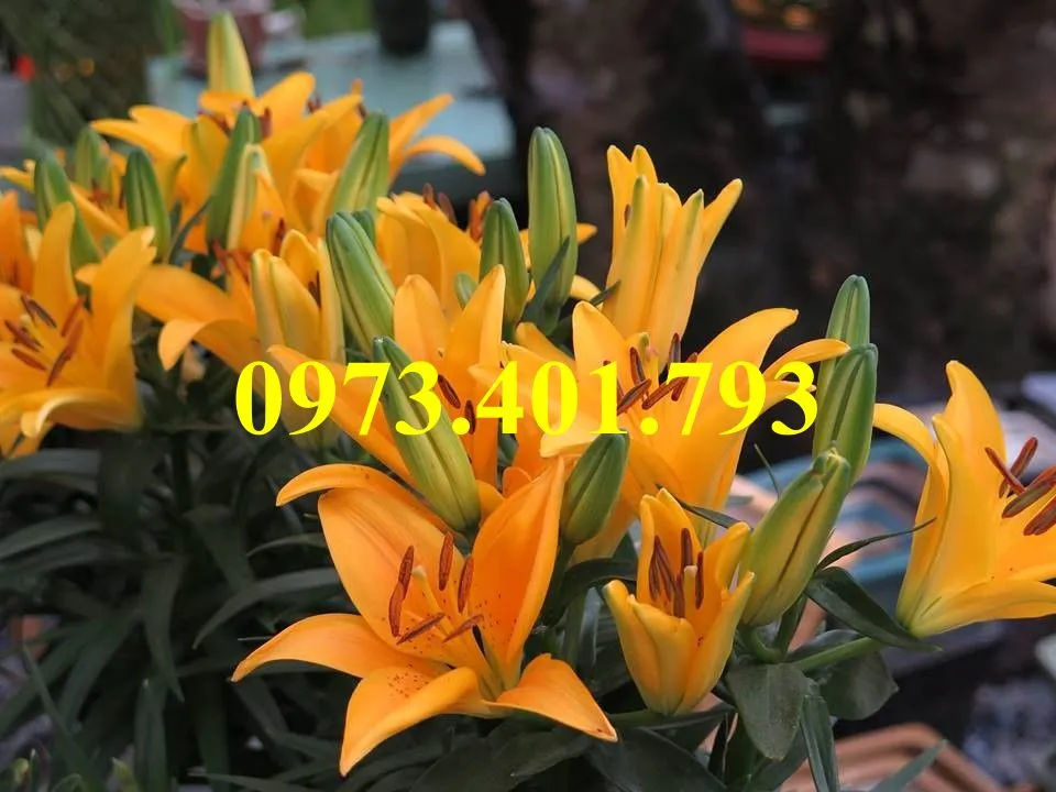 củ giống hoa ly5_result.webp