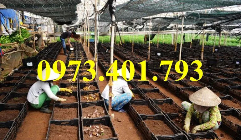 củ giống hoa ly6_result.webp