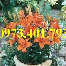 củ giống hoa ly7_result.webp